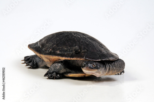 McCords Schlangenhalsschildkröte // Roti Island snake-necked turtle (Chelodina mccordi)