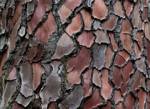 Maritime Pine, Pinus pinaster trunk symbol. Texture made of maritime pine tree bark. Beautiful Maritime Pine, Pinus pinaster trunk background. Conceptual image. Peaceful nature. photo