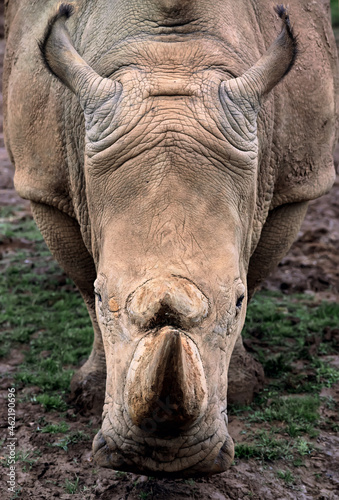 portrait of a white rhinoceros looking straight ahead