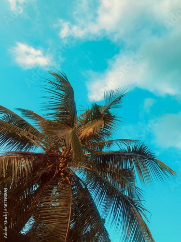 A beautiful      coconut palm tree