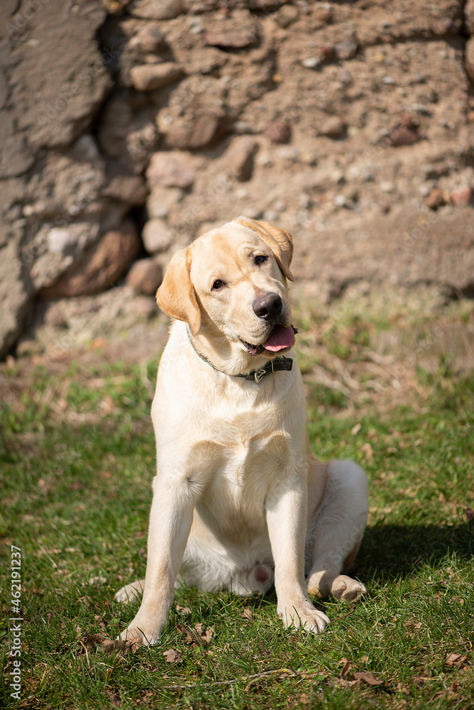 Active, smile and happy purebred labrador golden retriever dog puppy on old stone wall background Active, smile and happy purebred labrador golden retriever dog puppy on old stone wall background