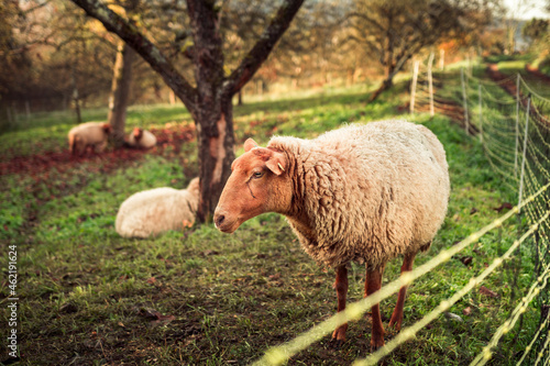 Schaf in freier Natur