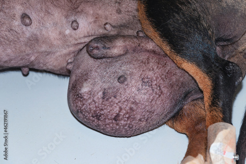 Large neoplasm in dog. Testicular tumor