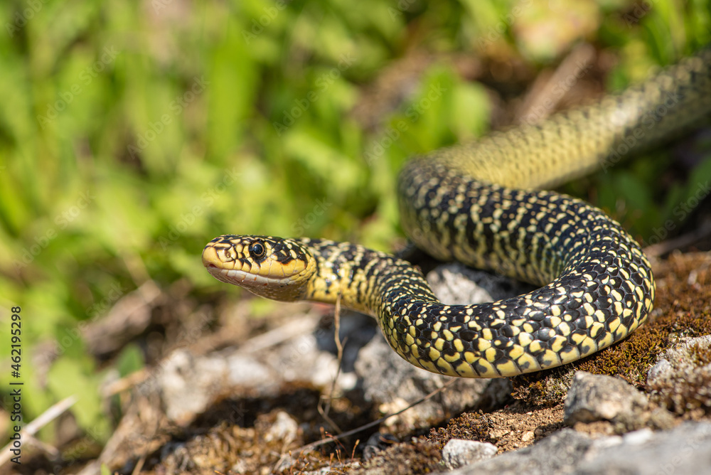 Couleuvre verte et jaune, Hierophis viridiflavus Couleuvre verte et jaune, Hierophis viridiflavus