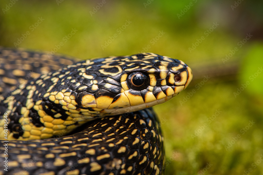 Couleuvre verte et jaune, Hierophis viridiflavus Couleuvre verte et jaune, Hierophis viridiflavus