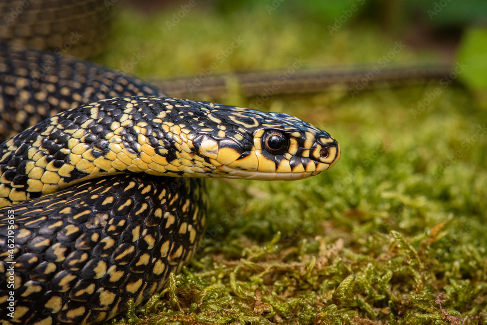 Couleuvre verte et jaune, Hierophis viridiflavus Couleuvre verte et jaune, Hierophis viridiflavus