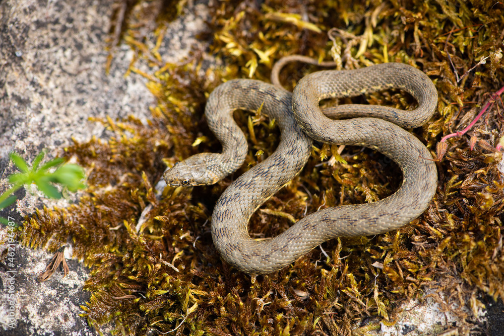 Couleuvre vipérine, Natrix maura