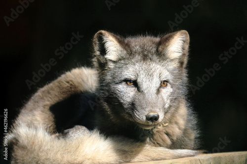 An Arctic fox lies relaxed and looks at you. Wildlife photo.