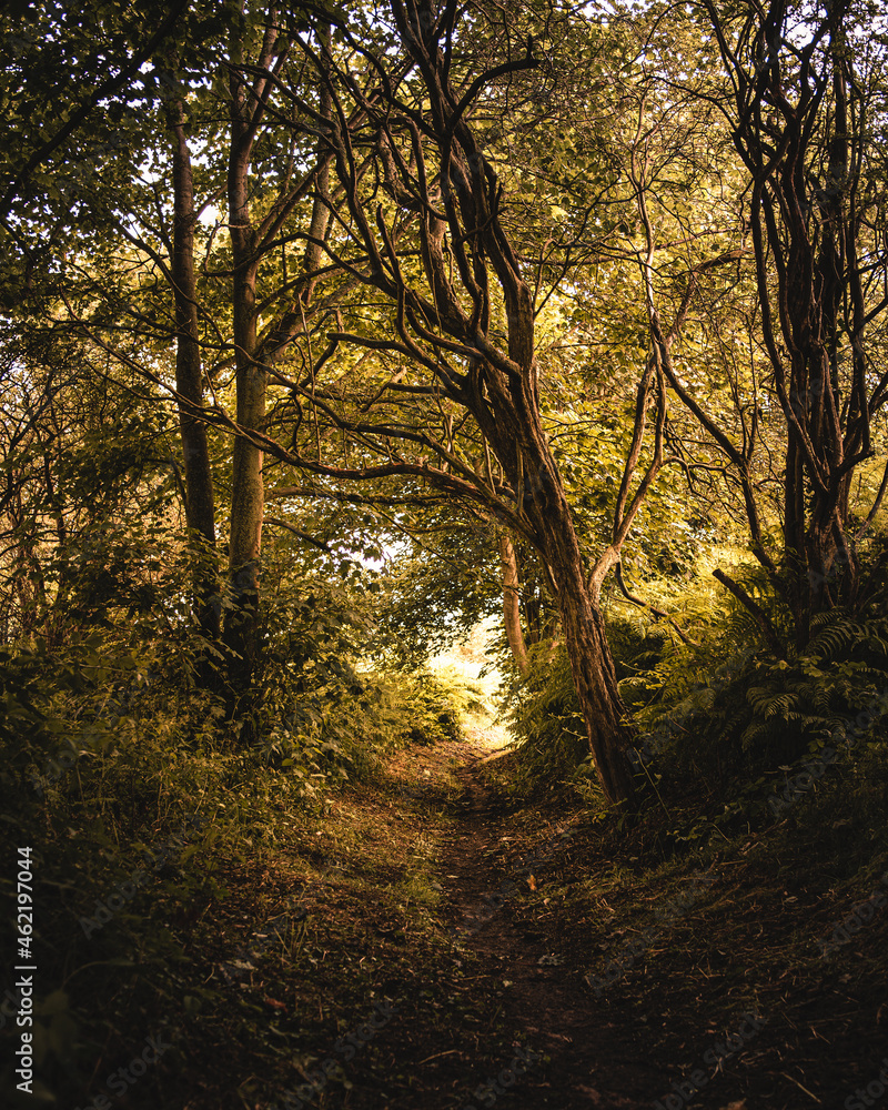 sun rays in the forest in autumn sun rays in the forest in autumn
