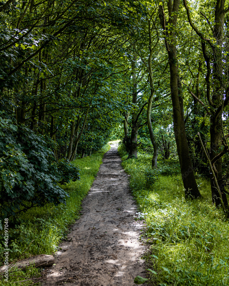 path in the forest past dark trees