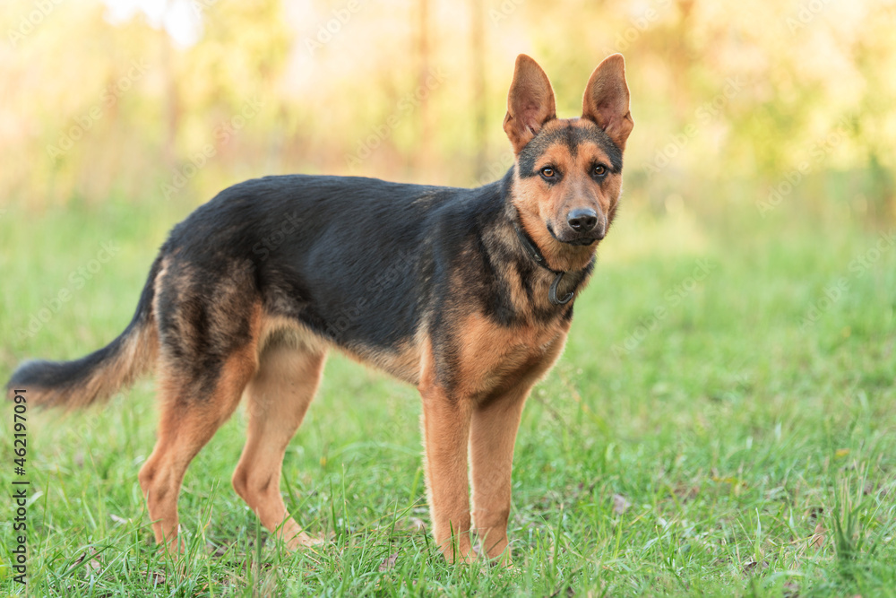 Photo of a German Shepheard dog in the nature Photo of a German Shepheard dog in the nature