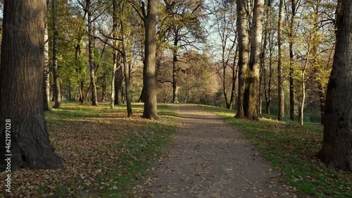 Autumn. A carpet of fallen yellow leaves on the grass. Sunset. A trip through the park among the trees photo