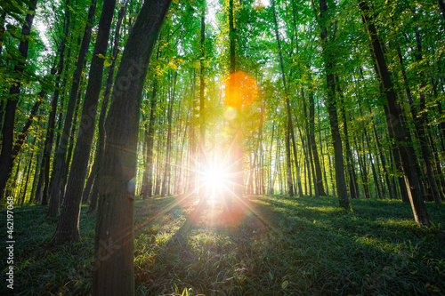 Fototapeta Naklejka Na Ścianę i Meble -   forest trees. nature green wood sunlight backgrounds.