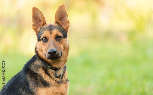 Photo of a German Shepheard dog in the nature photo