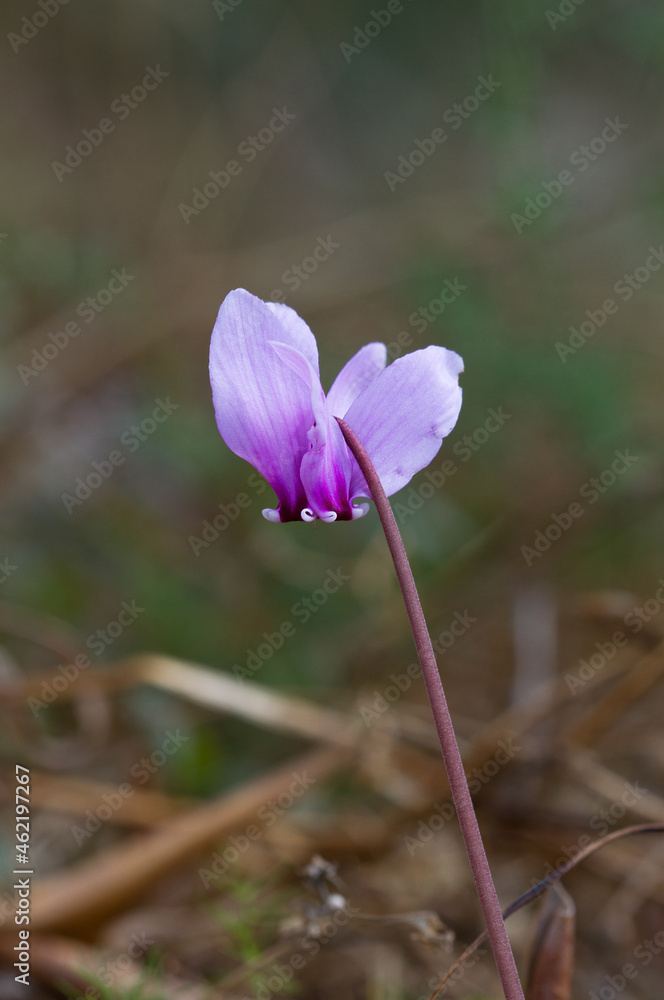 Single flower of Ivy-leaved cyclamen growing wild on Corfu Single flower of Ivy-leaved cyclamen growing wild on Corfu