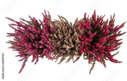 Canvastavla calluna vulgaris isolated on white background
