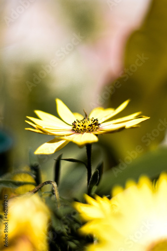 Shallow focus shot with wild yellow margarita flower. photo