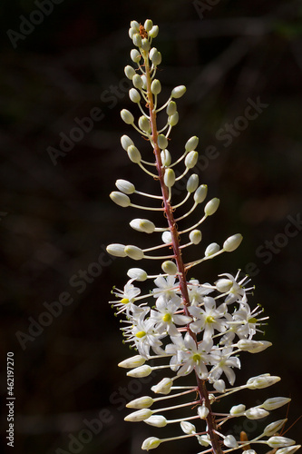 Canvastavla Closeup of the tall inflorescence with small white flowers of Drimia maritima