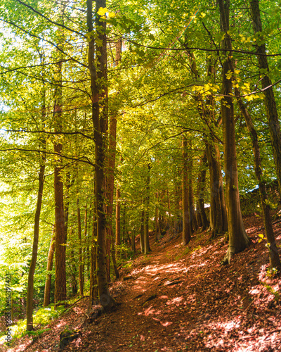 Fototapeta Naklejka Na Ścianę i Meble -  footpath in the woods with golden sun
