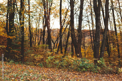 autumn forest view © phpetrunina14