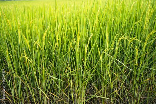 Fresh green rice fields in the fields are growing their grains on the leaves with dew drops