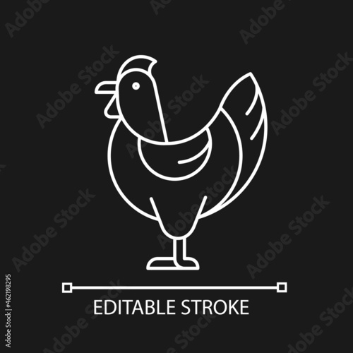 Hen white linear icon for dark theme. Female chicken. Broiler and layer pullet. Poultry farming. Thin line customizable illustration. Isolated vector contour symbol for night mode. Editable stroke photo