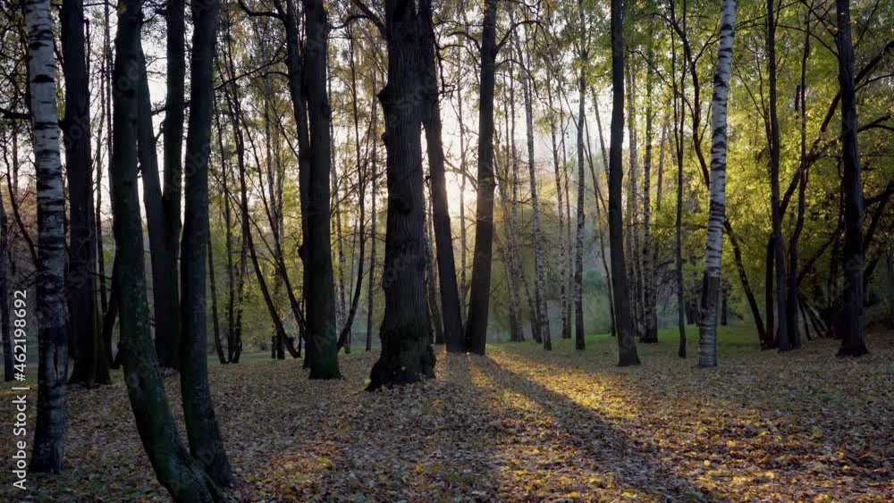 Autumn. A carpet of fallen yellow leaves on the grass. Sunset. A trip through the park among the trees Autumn. A carpet of fallen yellow leaves on the grass. Sunset. A trip through the park among the trees