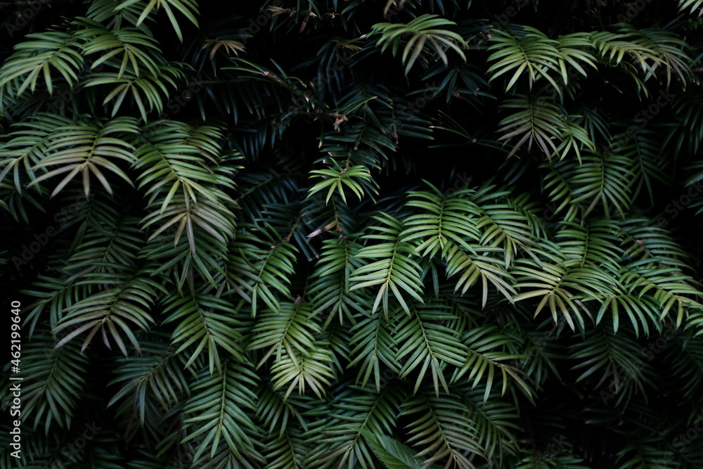 深緑の草 Dark green grass 深緑の草 Dark green grass