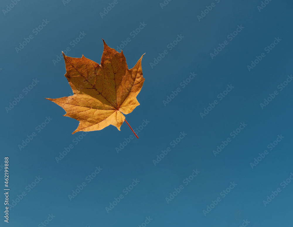 yellow maple leaf yellow maple leaf