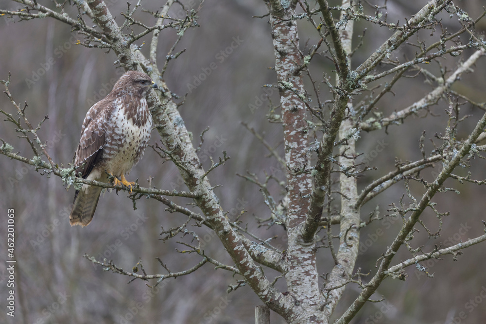 Common Buzzard Buteo buteo in close view Common Buzzard Buteo buteo in close view