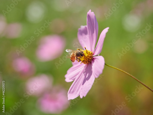 ピンク色のコスモスに止まるミツバチのアップ