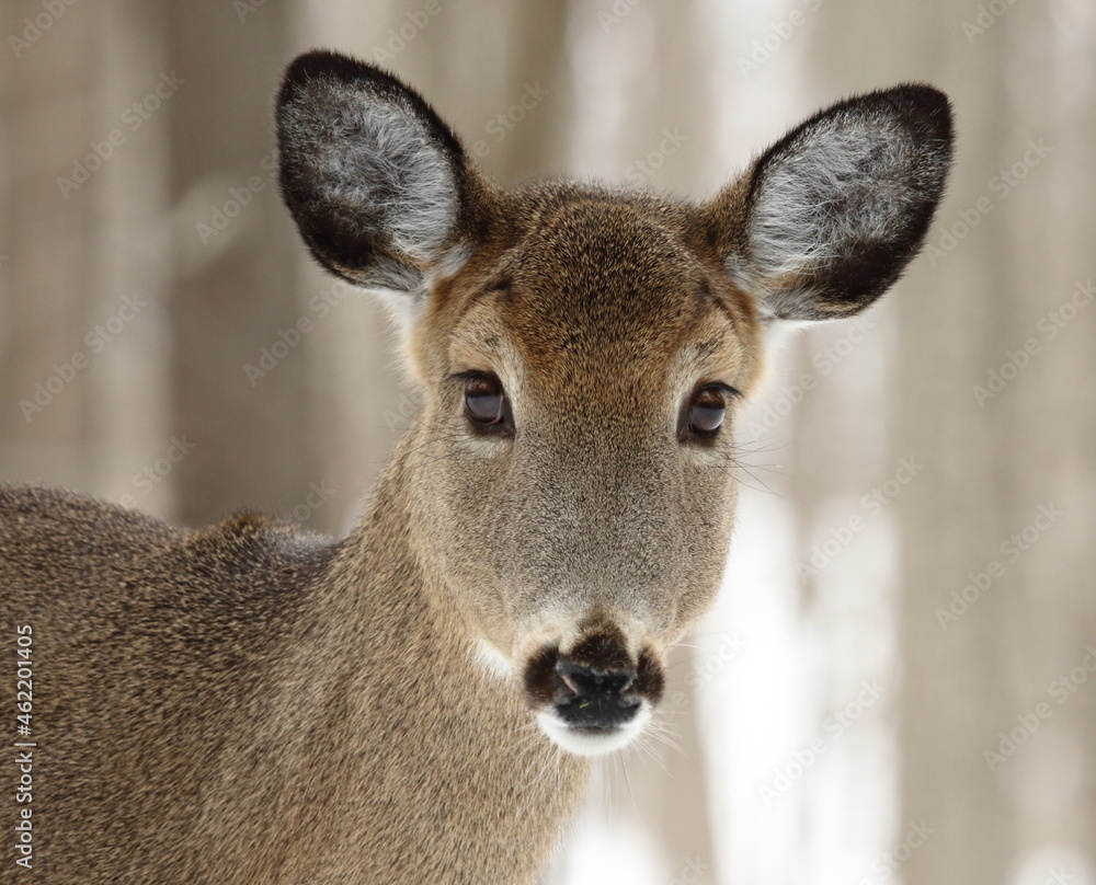 Cerf de virginie, white-tailed deer dans son environnement naturel canadien