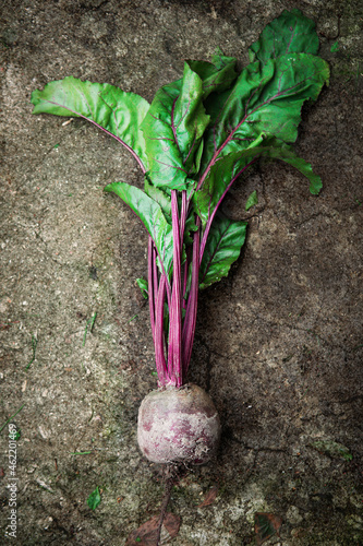 Raw beetroot with tops just dug out of the ground on the old cracked cement floor background photo