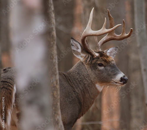 Cerf de virginie, white-tailed deer dans son environnement naturel canadien