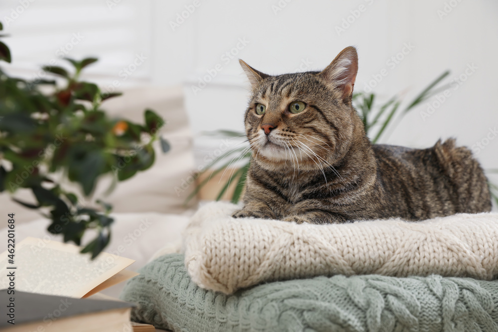 Cute tabby cat on stack of knitted plaids indoors