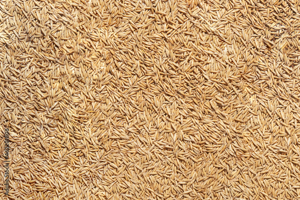 Oat grain texture. Natural organic market. Closeup ecology. Farming flakes view. Groats wallpaper. Whole oatmeal background. Crop cereal seeds. Brown and yellow heap. Hard shadows. Horizontal Oat grain texture. Natural organic market. Closeup ecology. Farming flakes view. Groats wallpaper. Whole oatmeal background. Crop cereal seeds. Brown and yellow heap. Hard shadows. Horizontal