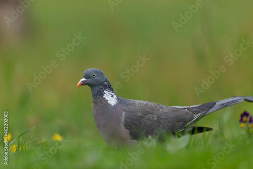 Wood pigeon Columba palumbus in close view perched or on ground
