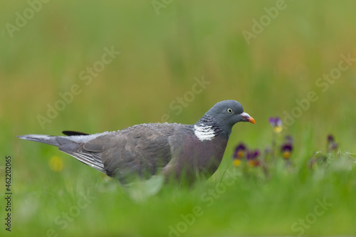 Wood pigeon Columba palumbus in close view perched or on ground
