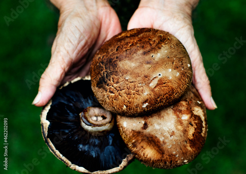 Fresh portobello mushroom organic produce from farm photo
