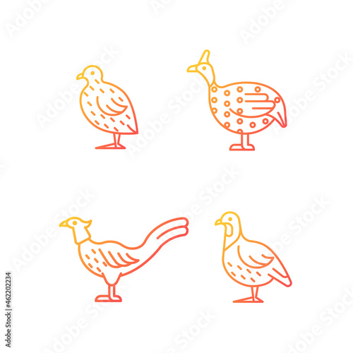 Landfowl gradient linear vector icons set. Japanese quail. Pheasant family. Guinea fowl. Commercial poultry farming. Thin line contour symbols bundle. Isolated outline illustrations collection