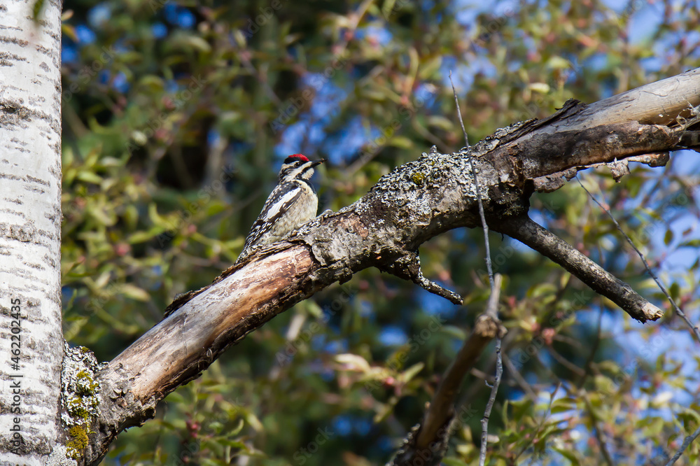 Yellow-bellied Sapsucker perched in an Aspen Tree. Yellow-bellied Sapsucker perched in an Aspen Tree.