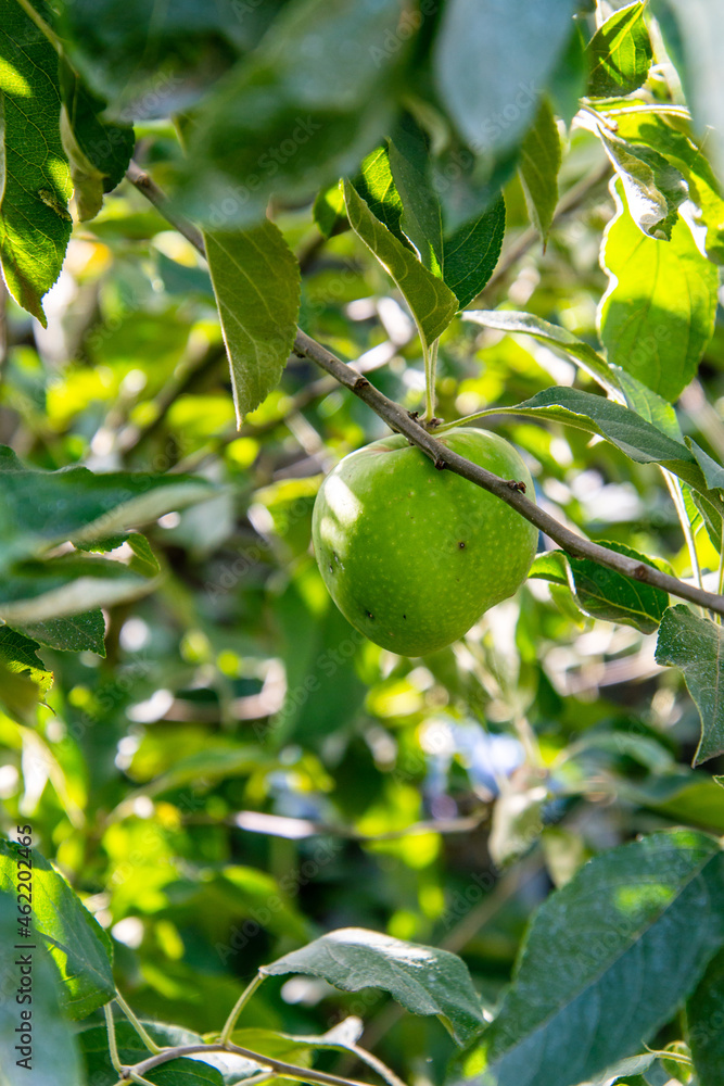 Manzana Granny Smith en la rama del árbol Manzana Granny Smith en la rama del árbol