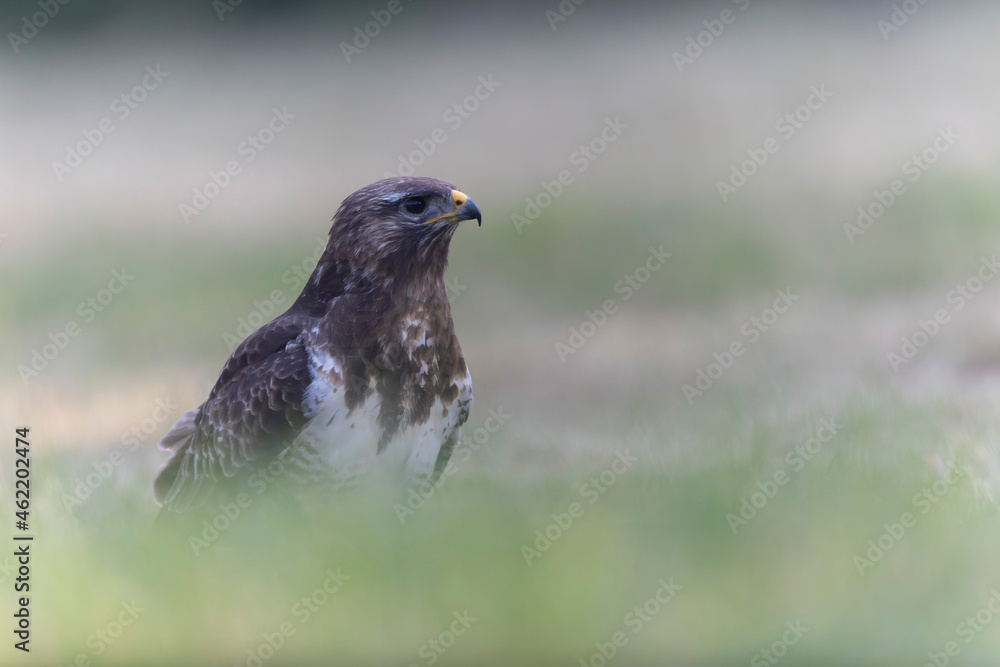 Common Buzzard Buteo buteo in close view Common Buzzard Buteo buteo in close view
