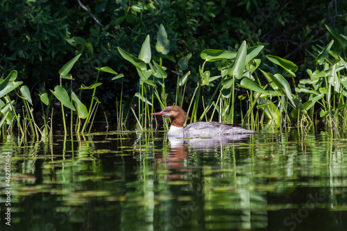 Female common merganser swimming in front of a patch of pickerel weed.  photo