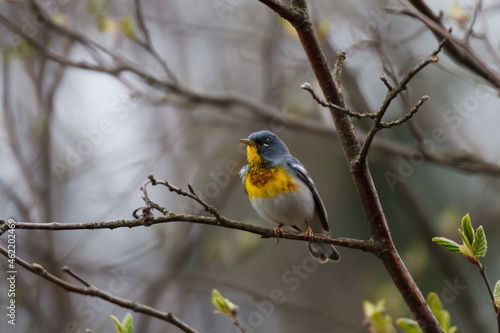 Northern Parula perched in a tree. 