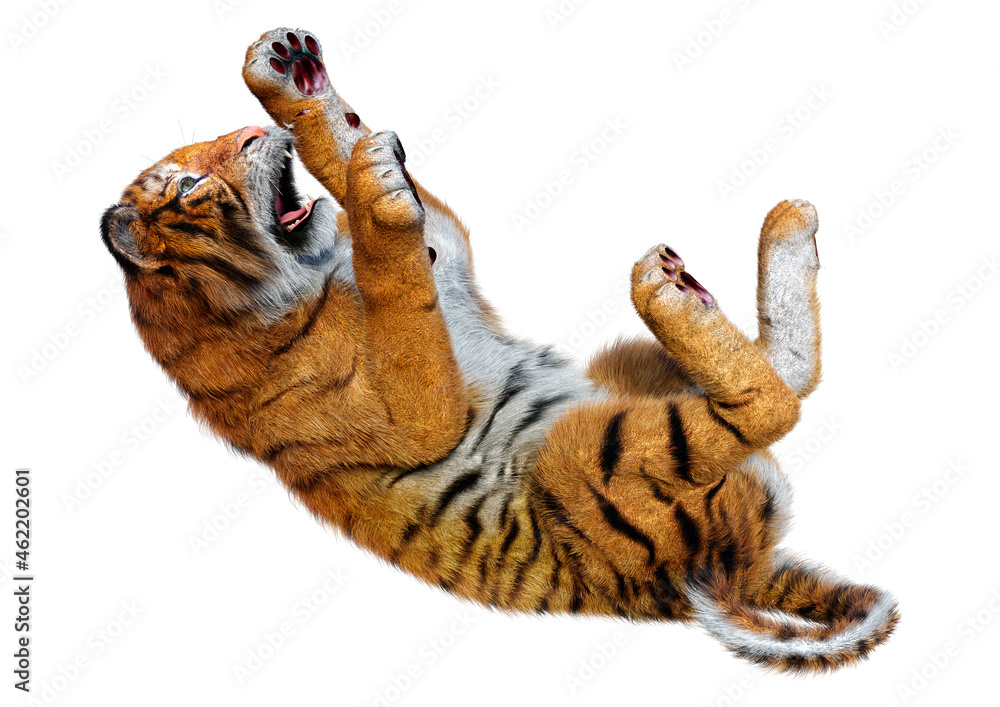 3D Rendering Big Cat Tiger on White 3D Rendering Big Cat Tiger on White
