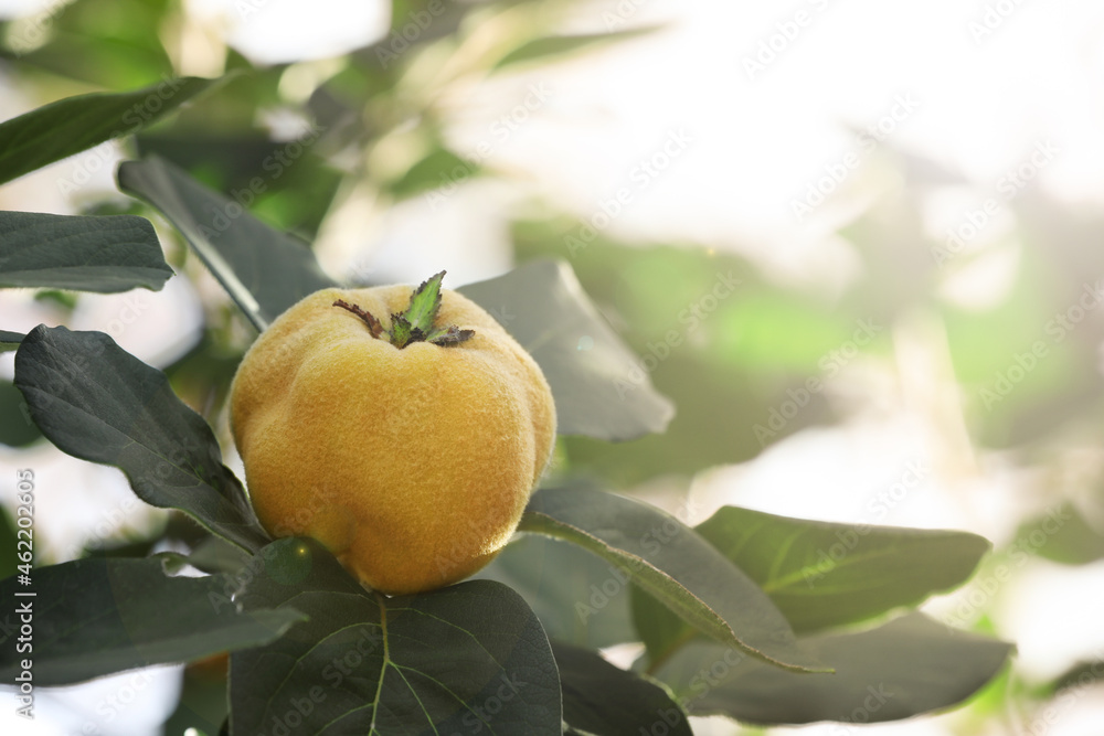 Closeup view of quince tree with ripening fruit outdoors Closeup view of quince tree with ripening fruit outdoors