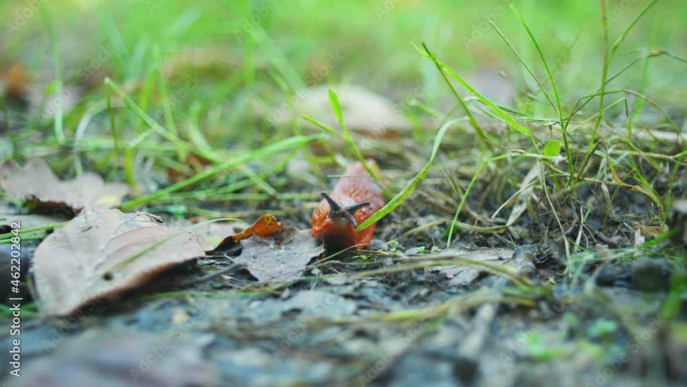 4K cinematic macro shot of a slug moving along towards the camera. 4K cinematic macro shot of a slug moving along towards the camera.