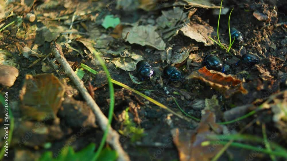 4K macro shot of a beetle colony eating the ground 4K macro shot of a beetle colony eating the ground