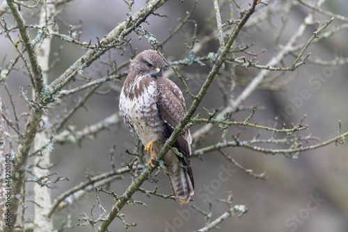 Common Buzzard Buteo buteo in close view photo